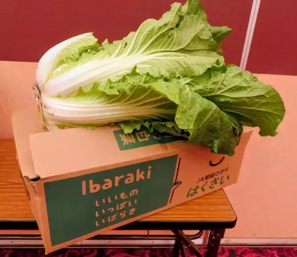 茨城で「秋冬白菜目揃え会」開催　今年の白菜は良い出来