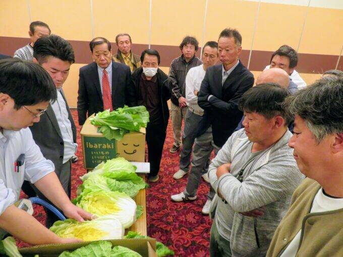 茨城で「秋冬白菜目揃え会」開催　今年の白菜は良い出来