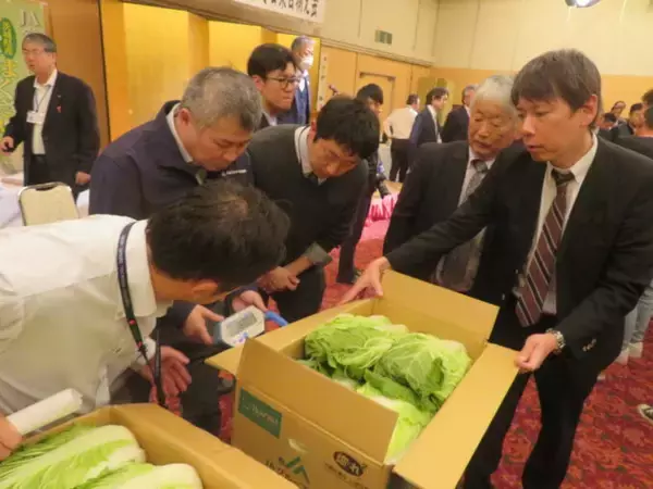 「茨城で「秋冬白菜目揃え会」開催　今年の白菜は良い出来」の画像