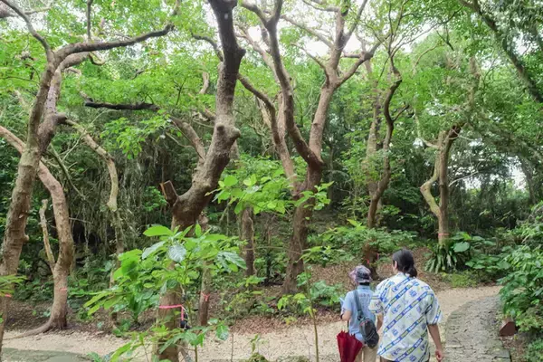 「琉球王国最高の聖地！？　世界遺産・斎場御嶽でランパンプスが祈りの真髄を学ぶ！」の画像