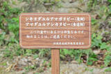 「琉球王国最高の聖地！？　世界遺産・斎場御嶽でランパンプスが祈りの真髄を学ぶ！」の画像29