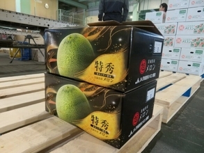 日本一のメロン産地・鉾田市で春メロンの出荷はじまる