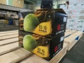 日本一のメロン産地・鉾田市で春メロンの出荷はじまる