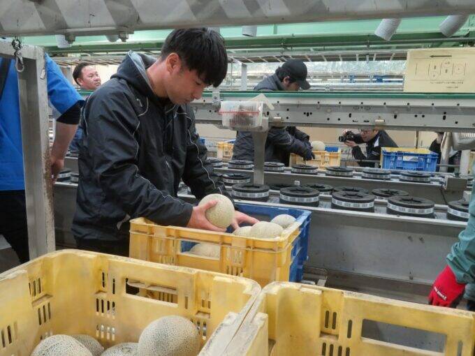 日本一のメロン産地・鉾田市で春メロンの出荷はじまる
