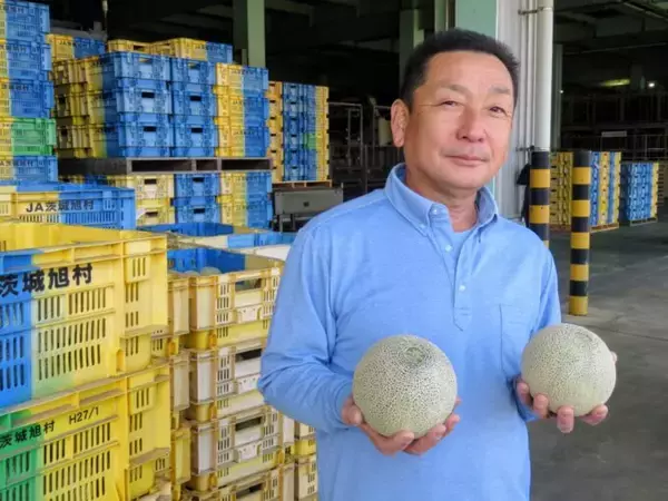 「日本一のメロン産地・鉾田市で春メロンの出荷はじまる」の画像