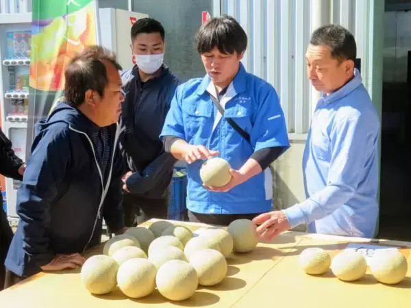「日本一のメロン産地・鉾田市で春メロンの出荷はじまる」の画像