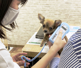 遺棄防止にはなるが完璧ではない「犬猫へのチップ装着義務化」　～住居移転で連絡が取れない場合も