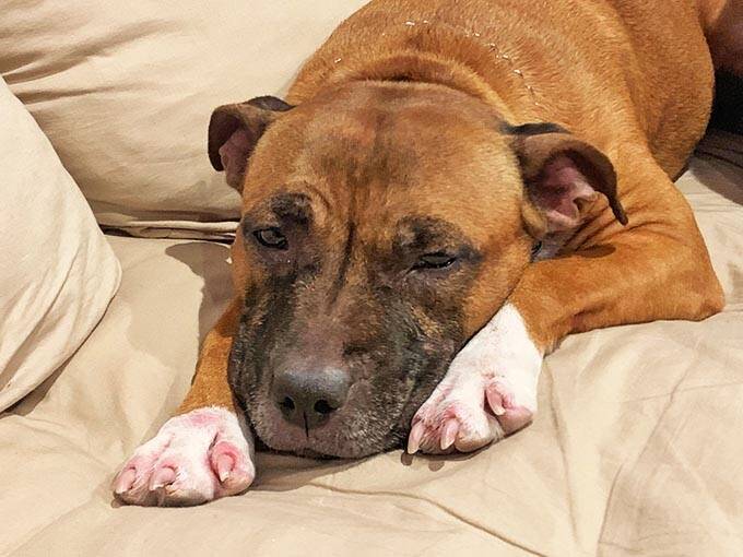 訳アリ犬、歓迎！ 倉庫でサロンを始めた熱血トリマーと犬たちの物語