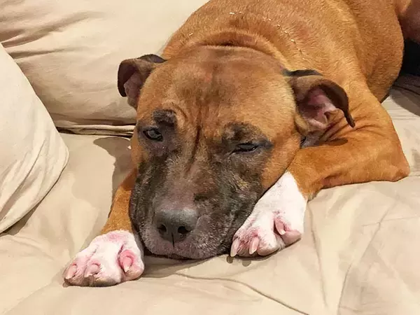 「訳アリ犬、歓迎！ 倉庫でサロンを始めた熱血トリマーと犬たちの物語」の画像