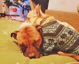 「訳アリ犬、歓迎！ 倉庫でサロンを始めた熱血トリマーと犬たちの物語」の画像3