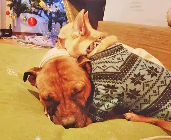 「訳アリ犬、歓迎！ 倉庫でサロンを始めた熱血トリマーと犬たちの物語」の画像