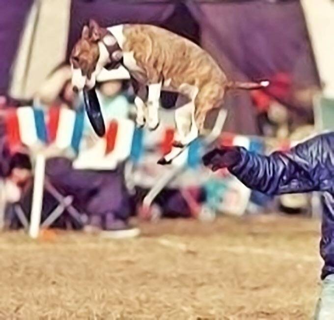 訳アリ犬、歓迎！ 倉庫でサロンを始めた熱血トリマーと犬たちの物語