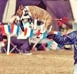 「訳アリ犬、歓迎！ 倉庫でサロンを始めた熱血トリマーと犬たちの物語」の画像4