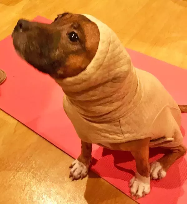 「訳アリ犬、歓迎！ 倉庫でサロンを始めた熱血トリマーと犬たちの物語」の画像