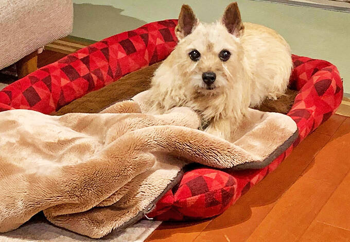 老犬なのにイタズラ好き 笑顔と驚きと感謝の老犬との毎日 年1月25日 エキサイトニュース 老犬なのにイタズラ好き 笑顔と驚きと感謝の老犬との毎日 年1月25日 エキサイトニュース