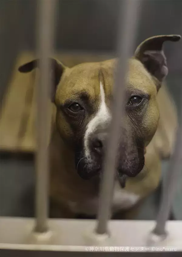 「犬猫の殺処分施設を撮影したカメラマンの苦悩と喜びと未来への願い」の画像