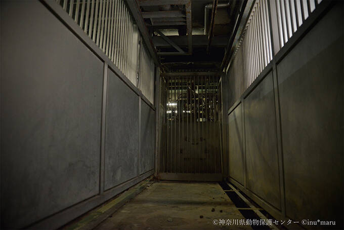 犬猫の殺処分施設を撮影したカメラマンの苦悩と喜びと未来への願い