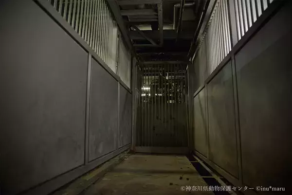 「犬猫の殺処分施設を撮影したカメラマンの苦悩と喜びと未来への願い」の画像