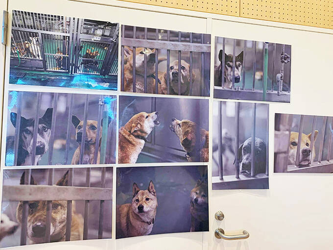 犬猫の殺処分施設を撮影したカメラマンの苦悩と喜びと未来への願い