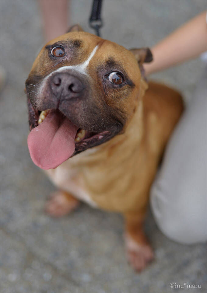 犬猫の殺処分施設を撮影したカメラマンの苦悩と喜びと未来への願い