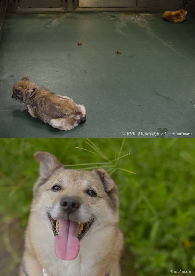 犬猫の殺処分施設を撮影したカメラマンの苦悩と喜びと未来への願い