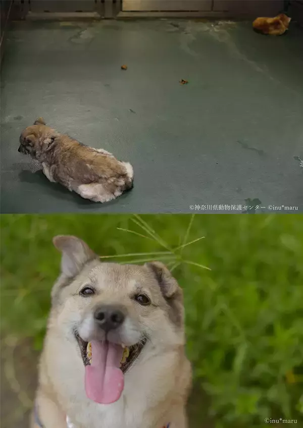 「犬猫の殺処分施設を撮影したカメラマンの苦悩と喜びと未来への願い」の画像