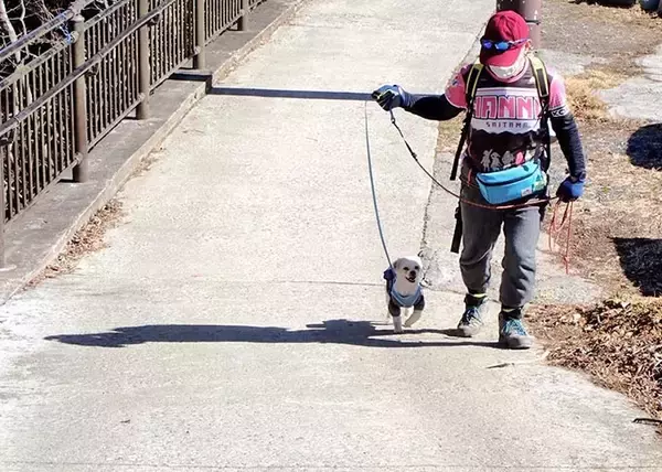 「保護犬の預かりボランティアをペットロスから救った、1頭のモップ犬」の画像