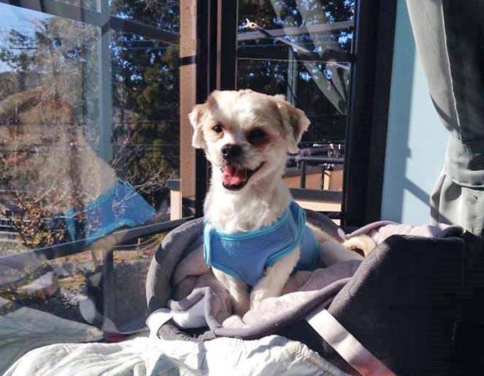 保護犬の預かりボランティアをペットロスから救った、1頭のモップ犬