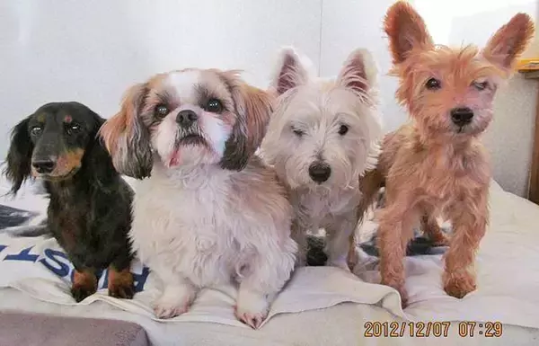 「保護犬の預かりボランティアをペットロスから救った、1頭のモップ犬」の画像