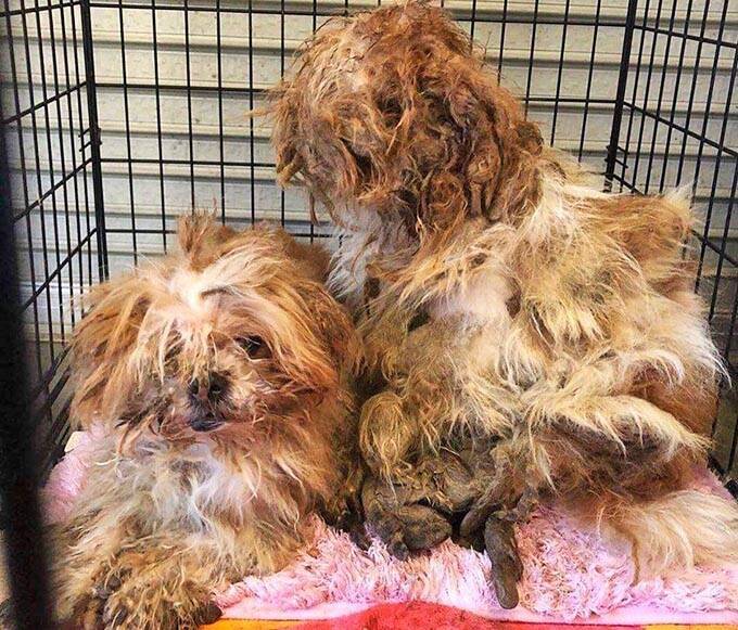 保護犬の預かりボランティアをペットロスから救った、1頭のモップ犬