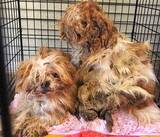 「保護犬の預かりボランティアをペットロスから救った、1頭のモップ犬」の画像6