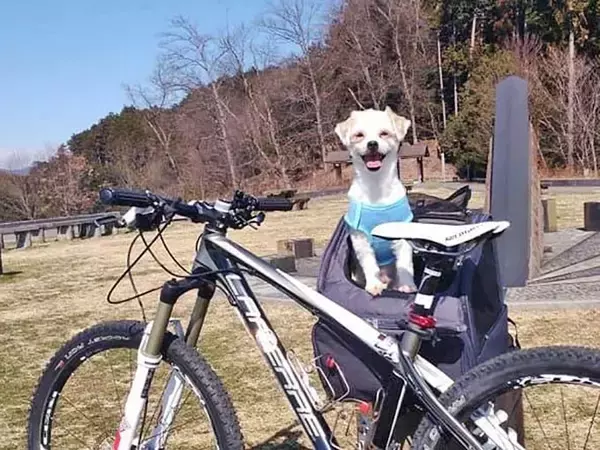 保護犬の預かりボランティアをペットロスから救った、1頭のモップ犬