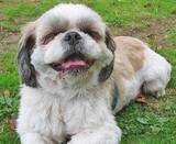 「保護犬の預かりボランティアをペットロスから救った、1頭のモップ犬」の画像5