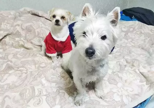 「保護犬の預かりボランティアをペットロスから救った、1頭のモップ犬」の画像