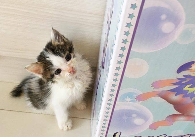 【緊急取材】新型コロナウイルス感染症は犬や猫もかかるのか？～獣医師に聞いた注意点～