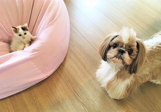 【緊急取材】新型コロナウイルス感染症は犬や猫もかかるのか？～獣医師に聞いた注意点～