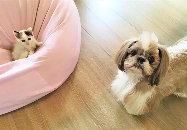 「【緊急取材】新型コロナウイルス感染症は犬や猫もかかるのか？～獣医師に聞いた注意点～」の画像