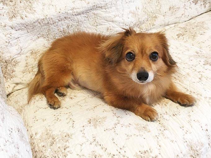 【緊急取材】新型コロナウイルス感染症は犬や猫もかかるのか？～獣医師に聞いた注意点～