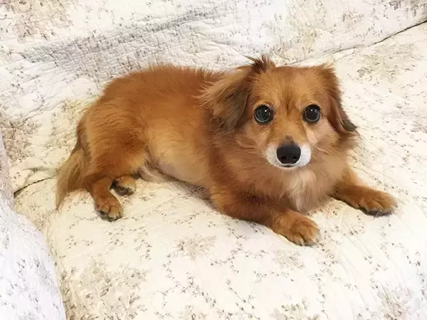 「【緊急取材】新型コロナウイルス感染症は犬や猫もかかるのか？～獣医師に聞いた注意点～」の画像