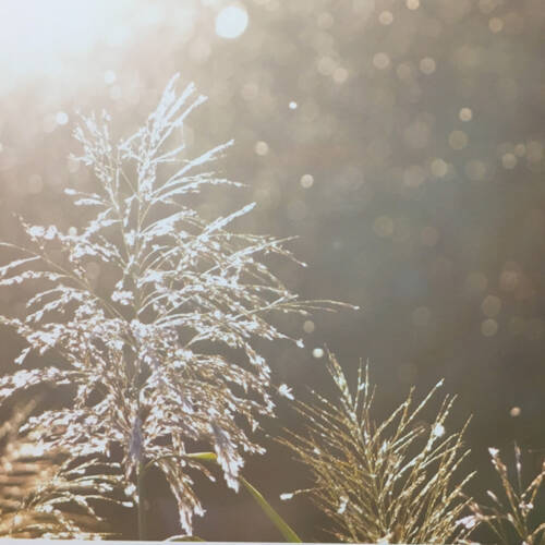 欅坂46・尾関梨香、子供時代に目撃した“妖精”の正体がついに判明！