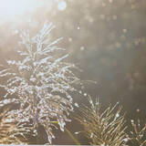 「欅坂46・尾関梨香、子供時代に目撃した“妖精”の正体がついに判明！」の画像3