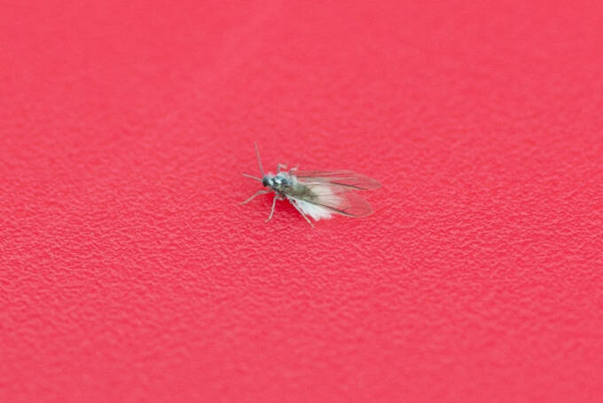 欅坂46・尾関梨香、子供時代に目撃した“妖精”の正体がついに判明！