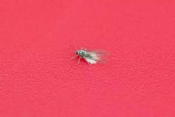 「欅坂46・尾関梨香、子供時代に目撃した“妖精”の正体がついに判明！」の画像