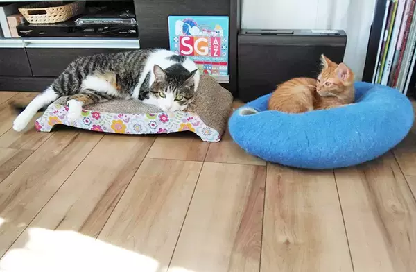 「初の猫の飼育に踏み切ったワケ～個性の違いにびっくり＆笑顔も倍増～」の画像