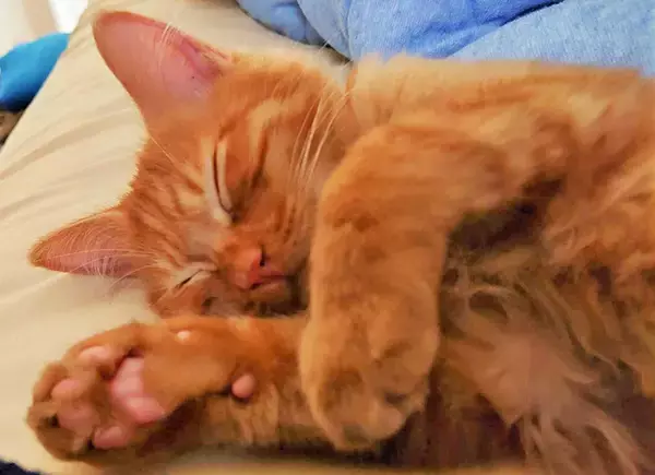 「初の猫の飼育に踏み切ったワケ～個性の違いにびっくり＆笑顔も倍増～」の画像