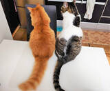 「初の猫の飼育に踏み切ったワケ～個性の違いにびっくり＆笑顔も倍増～」の画像8