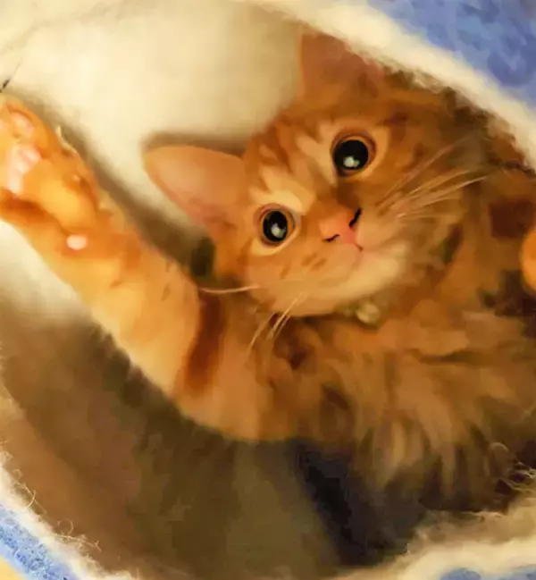 「初の猫の飼育に踏み切ったワケ～個性の違いにびっくり＆笑顔も倍増～」の画像