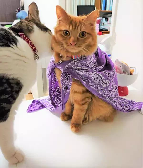 「初の猫の飼育に踏み切ったワケ～個性の違いにびっくり＆笑顔も倍増～」の画像