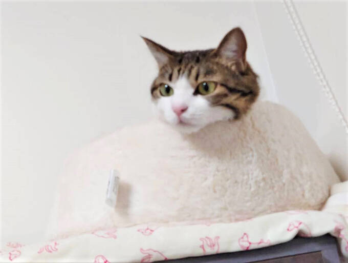 初の猫の飼育に踏み切ったワケ～個性の違いにびっくり＆笑顔も倍増～