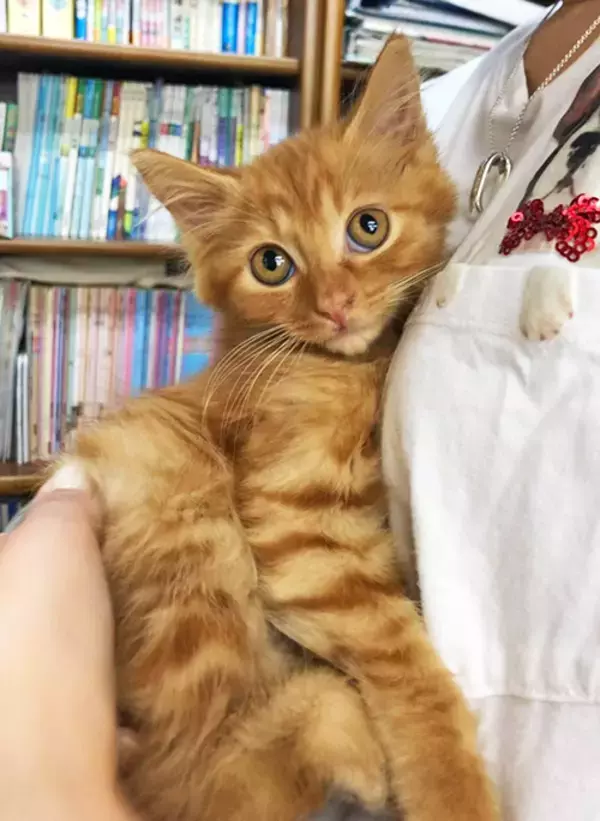 「初の猫の飼育に踏み切ったワケ～個性の違いにびっくり＆笑顔も倍増～」の画像